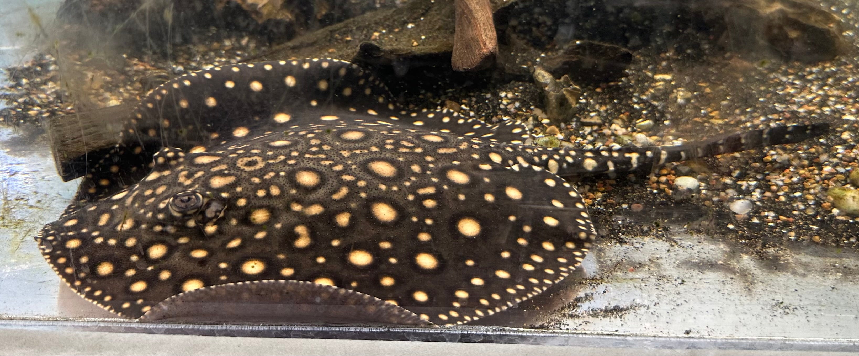 Black Diamond Hybrid (Male 8”)