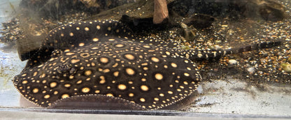 Black Diamond Hybrid (Male 8”)