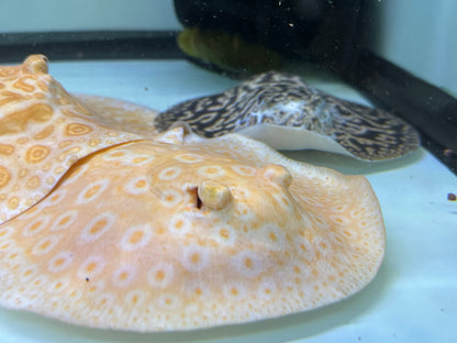 Albino Goldenbase Pearl Stingray (6-7”)