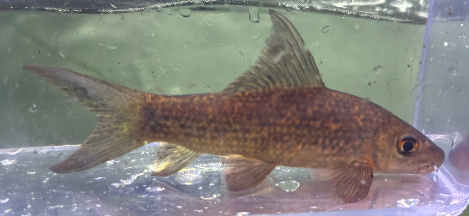 XL Harlequin Shark (5-6”)