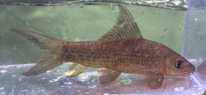 XL Harlequin Shark (5-6”)