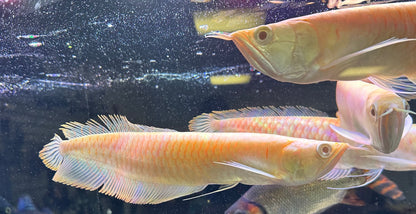 Arowana plateada albina (8”)