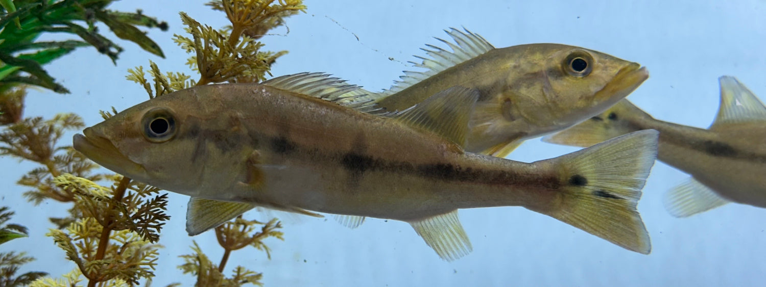 Temensis Peacock Bass (5-6”)