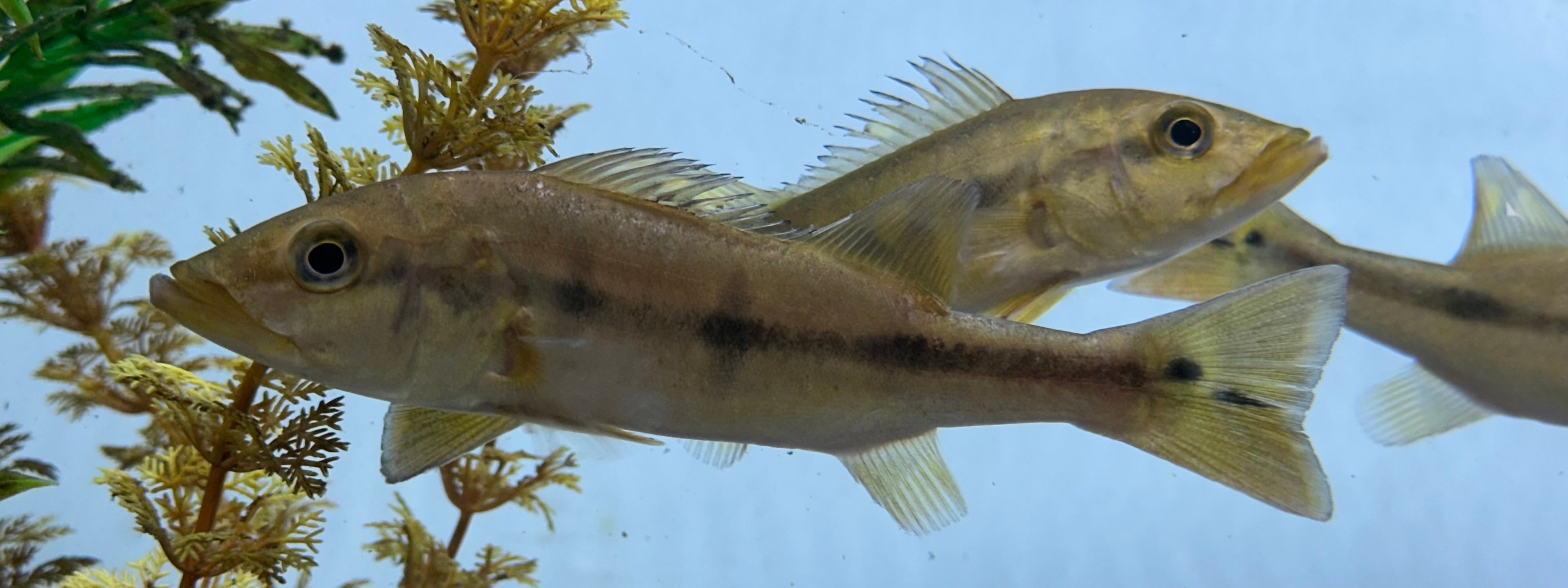 Temensis Peacock Bass (5-6”)