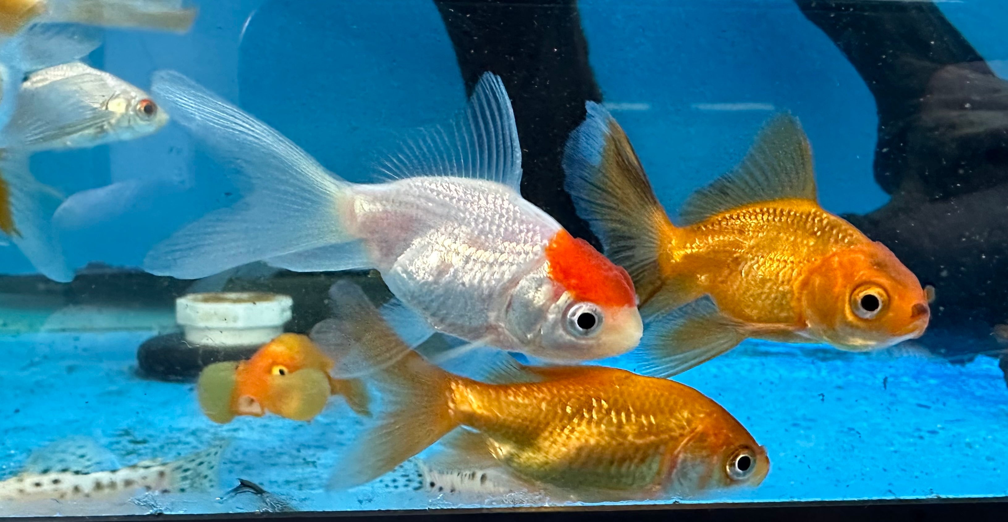 Assorted Goldfish (2”)