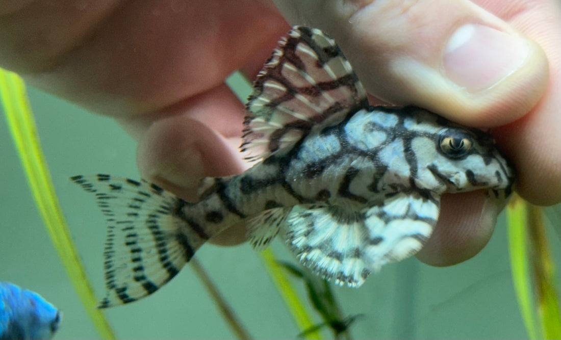 LARGE L236 Super White Pleco (2.75-3”)