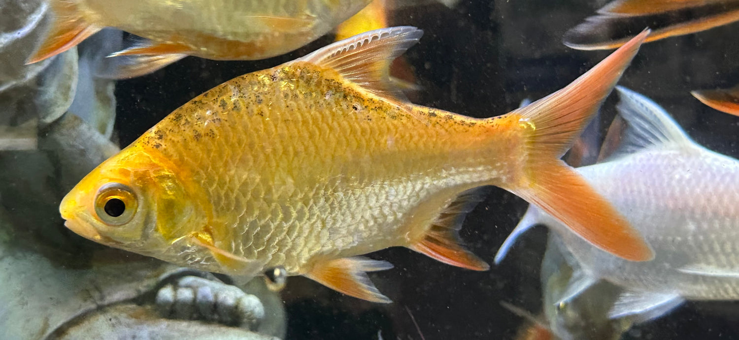 XL Xanthic Tinfoil Barb (6”)