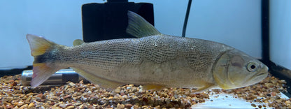 LARGE Golden Dorado (10-11”)