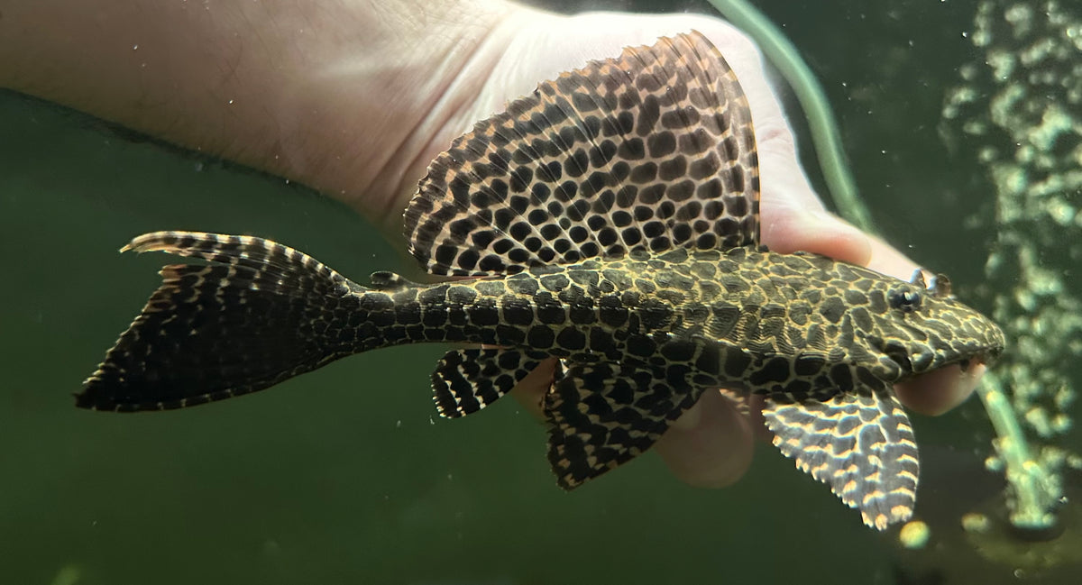 Gibbiceps Pleco (6-7”)