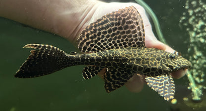 Gibbiceps Pleco (6-7”)