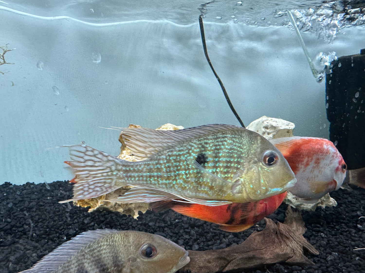 Caqueta Geophagus (5”+)