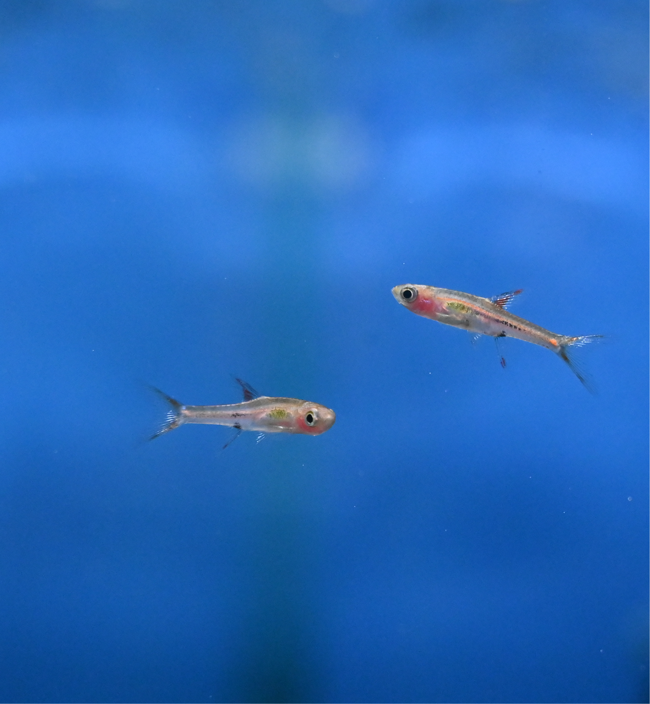 Chili Rasbora (.75-1”)