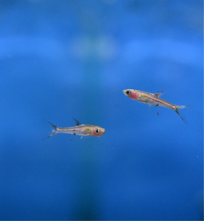 Chili Rasbora (.75-1”)