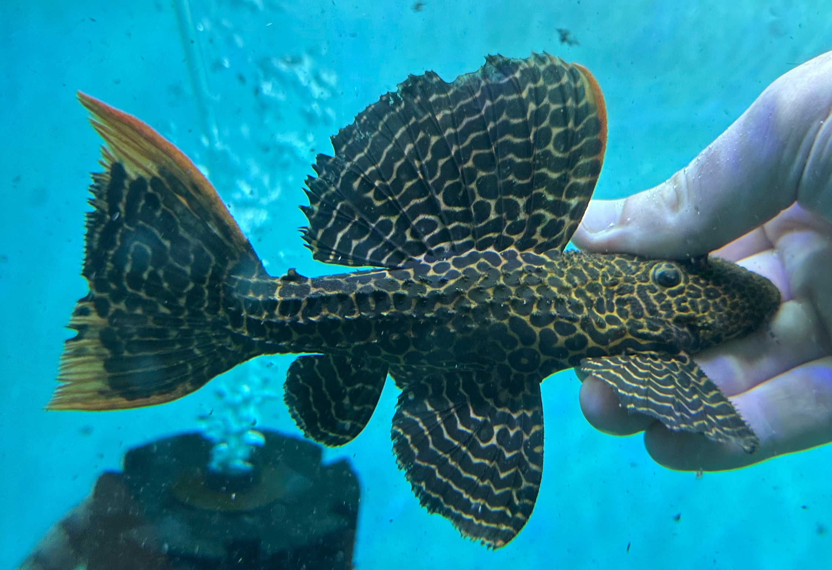 LARGE L114 Cactus Pleco (6-7”)