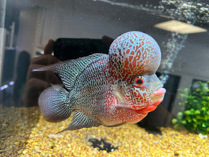 XL Flowerhorn (7-8”)