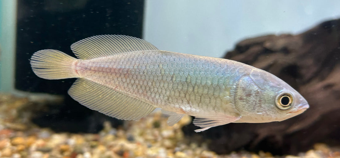 African Arowana (4”)