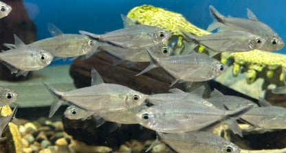 Black Line Costae Tetra (1.25-1.5”)