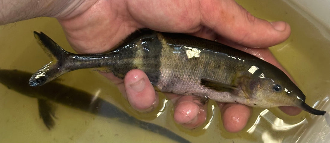 LARGE Elephantnose Mormyrid (6.5-7”)