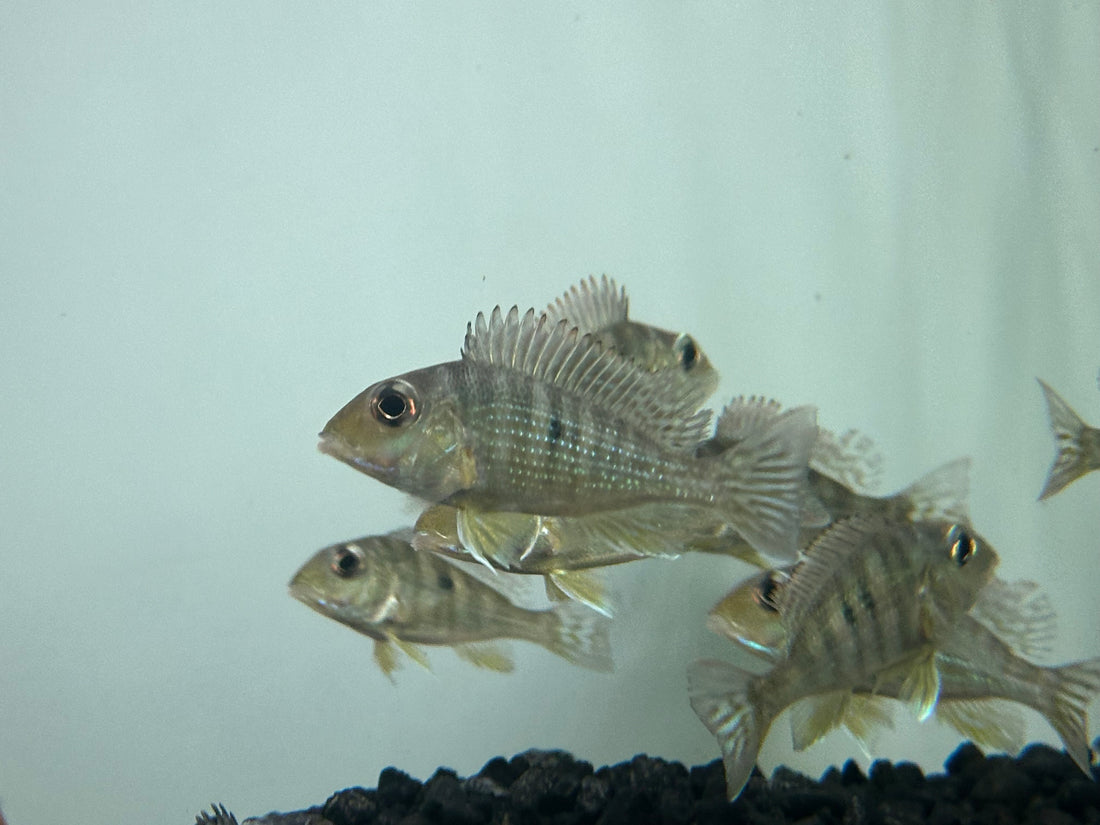 Red Head Tapajos Geophagus (2-2.25”)