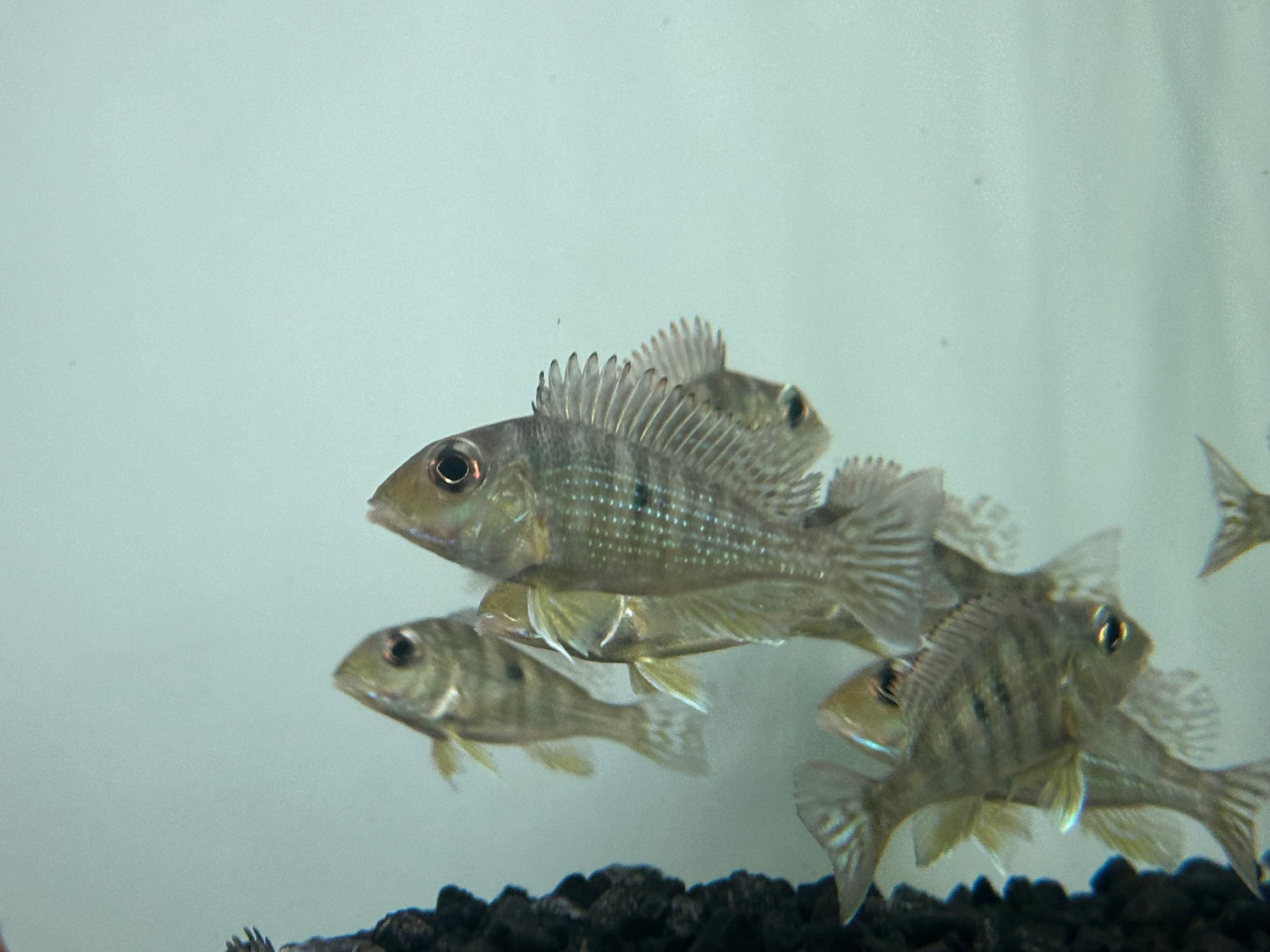 Red Head Tapajos Geophagus (2-2.25”)