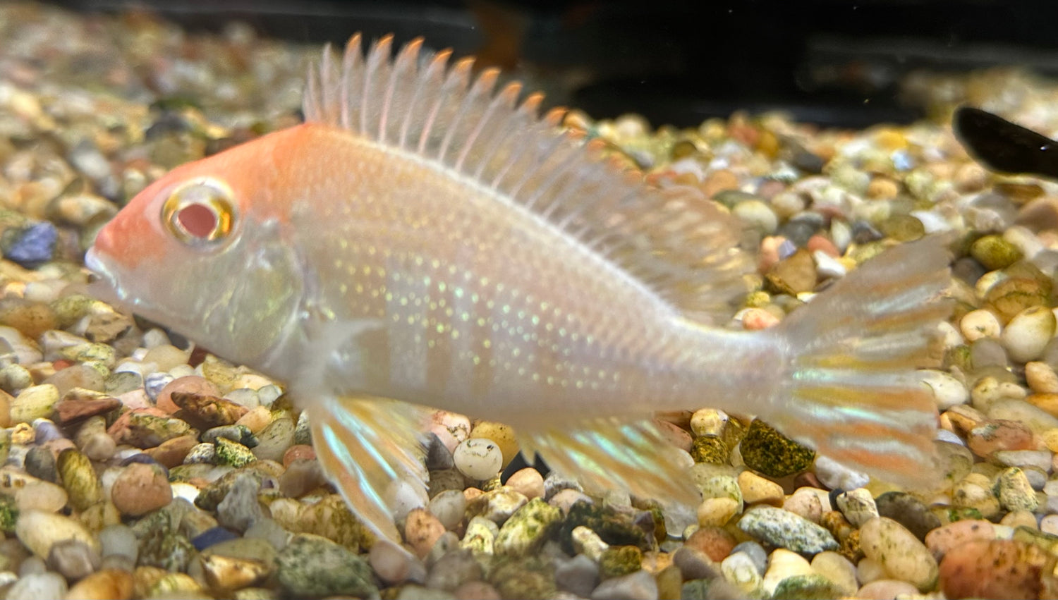 Large Albino Red Head Tapajos Geophagus Cichlid (3-4”)