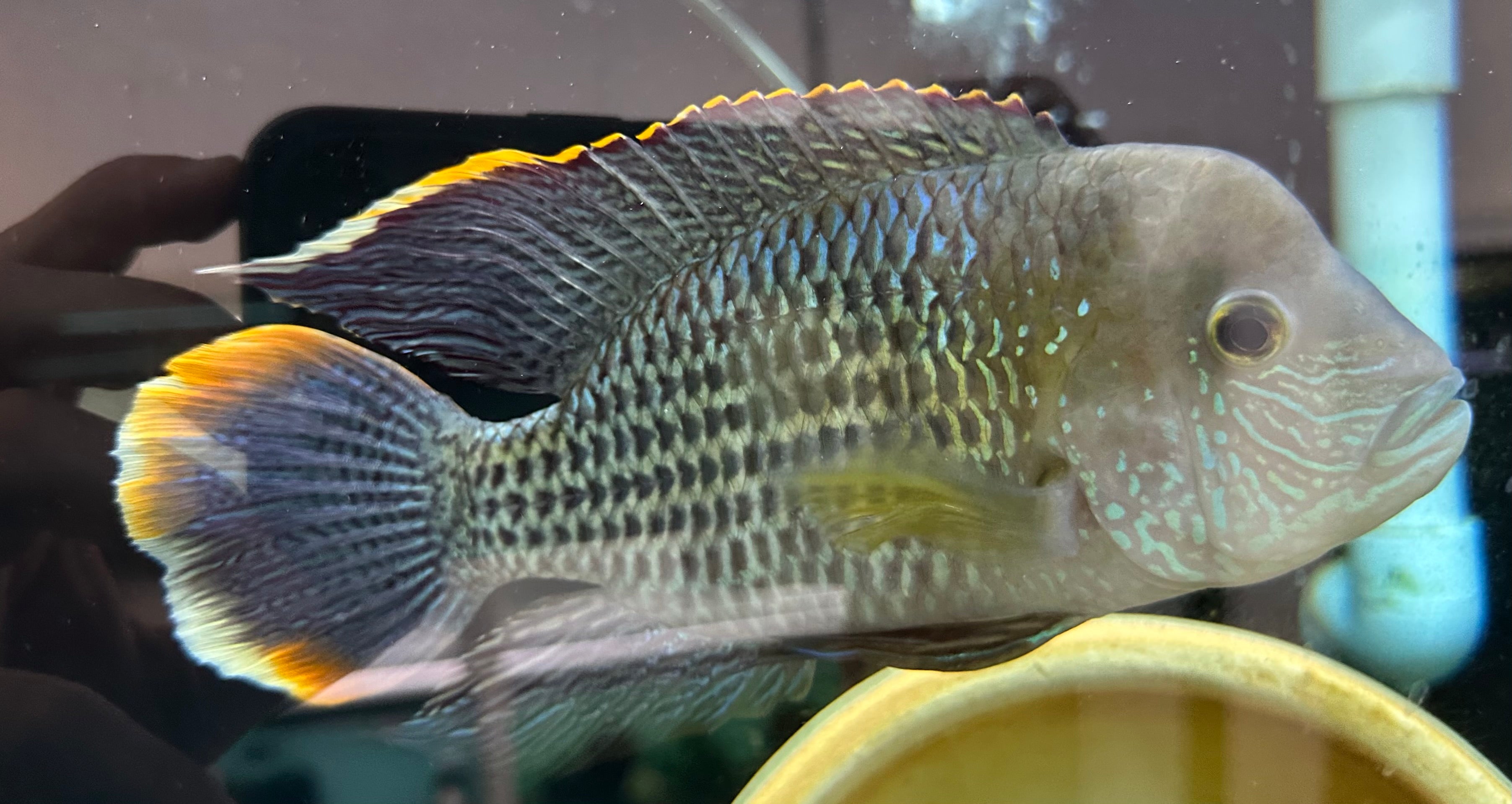 LARGE Green Terror Cichlid Breeding Pair (5-7”)