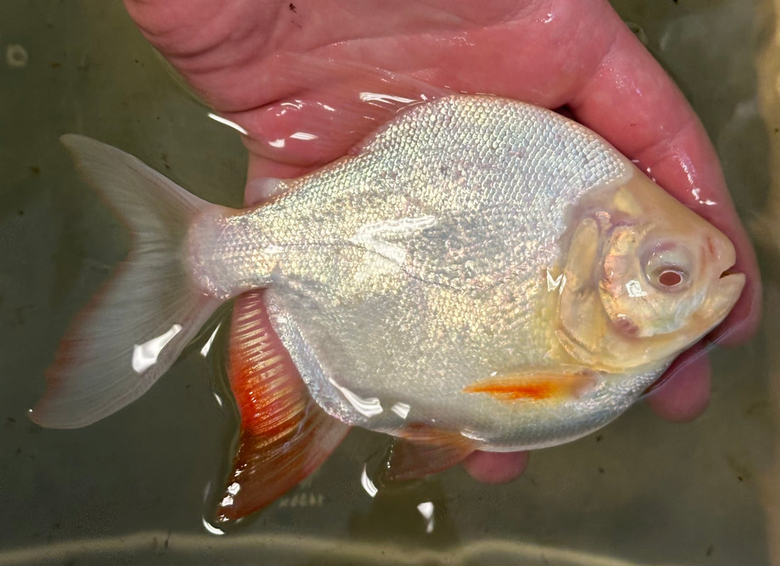Super Shortbody Albino Red Belly Pacu (5”)