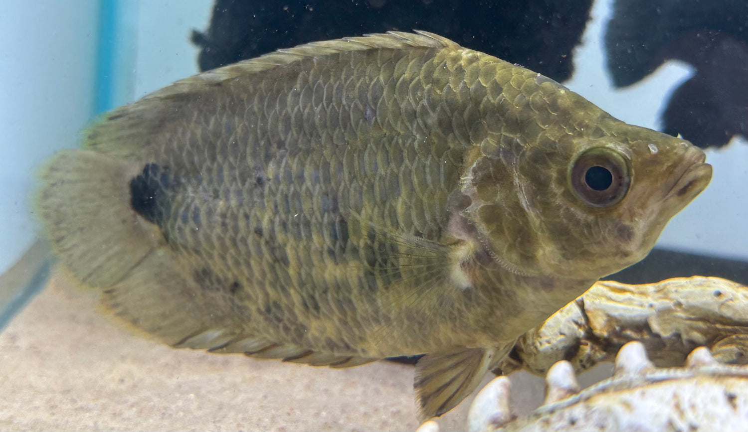 XL Ctenopoma Leaf Fish (5-5.5”)