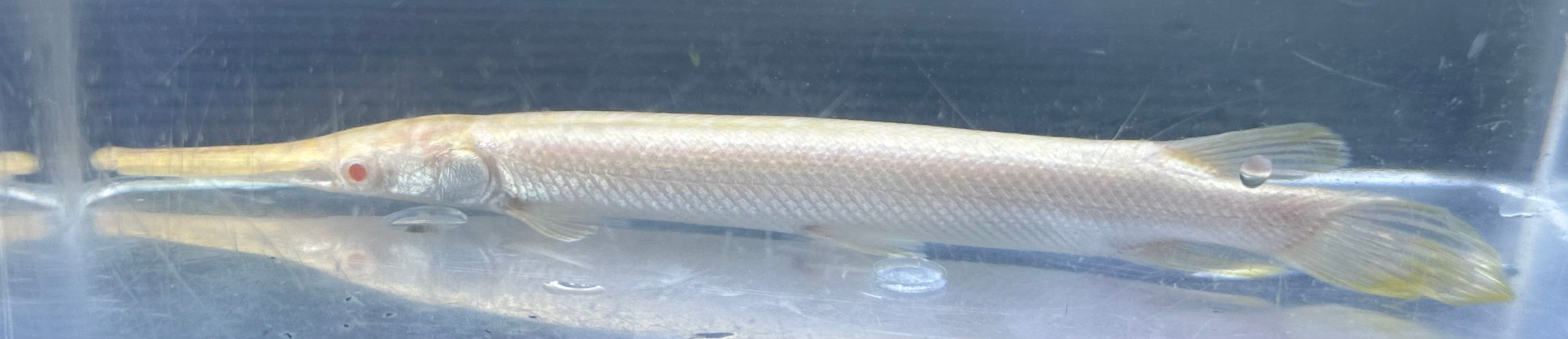 Albino Florida Gar (5”)