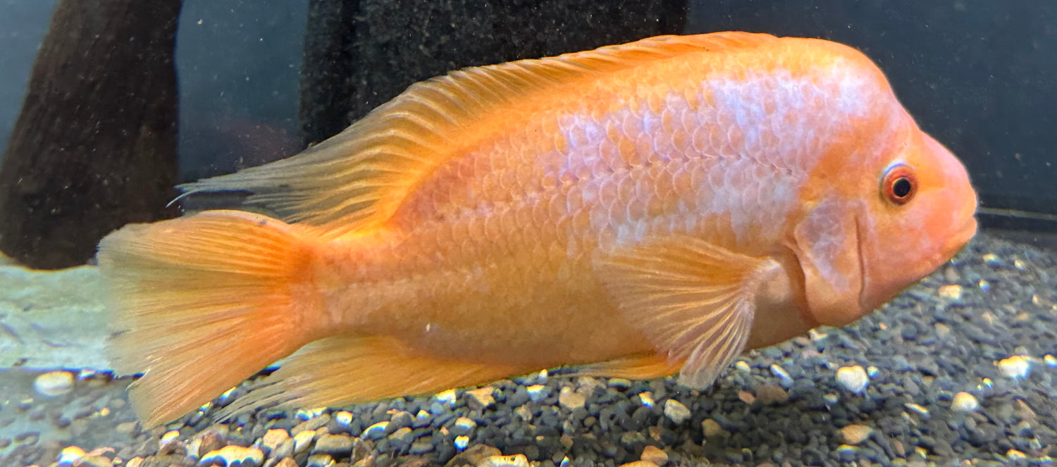 Creamsicle Midas Cichlid (6-8”)