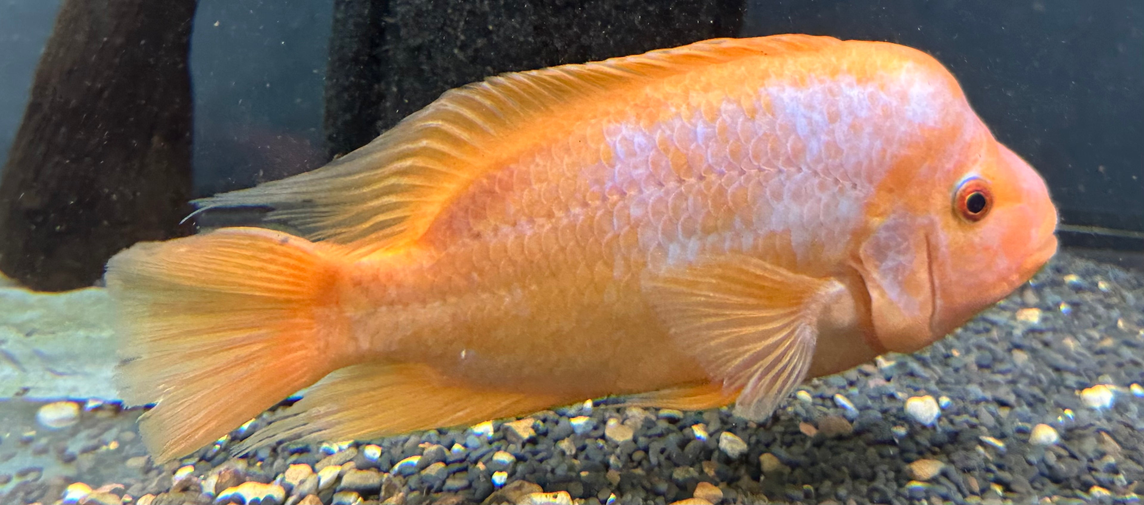 Creamsicle Midas Cichlid (6-8”)