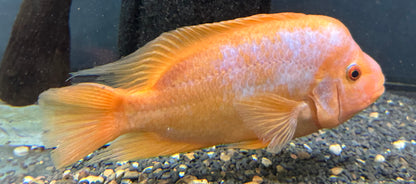 Creamsicle Midas Cichlid (6-8”)