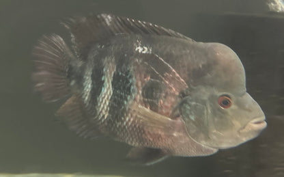 XL Flowerhorn x Midas Hybrid (7”)