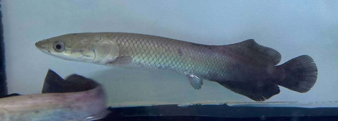 Arapaima (8-9”)