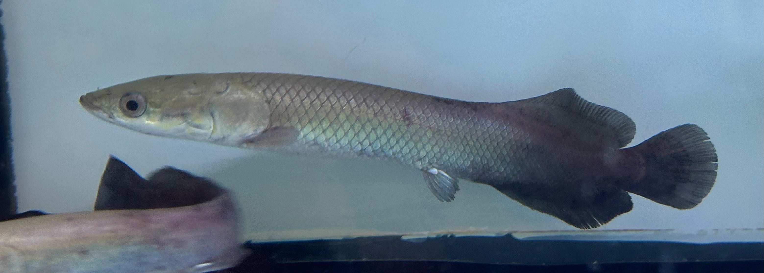 Arapaima (8-9”)