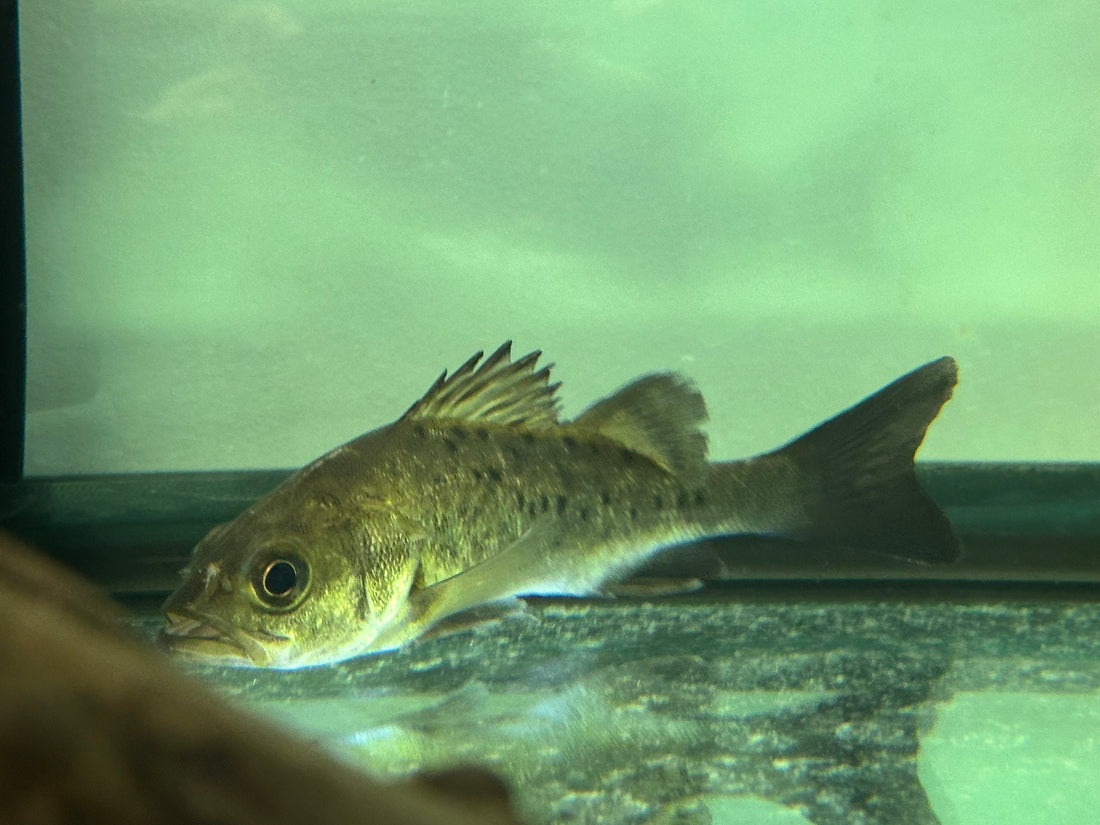 Japanese Sea Bass (6-7”)