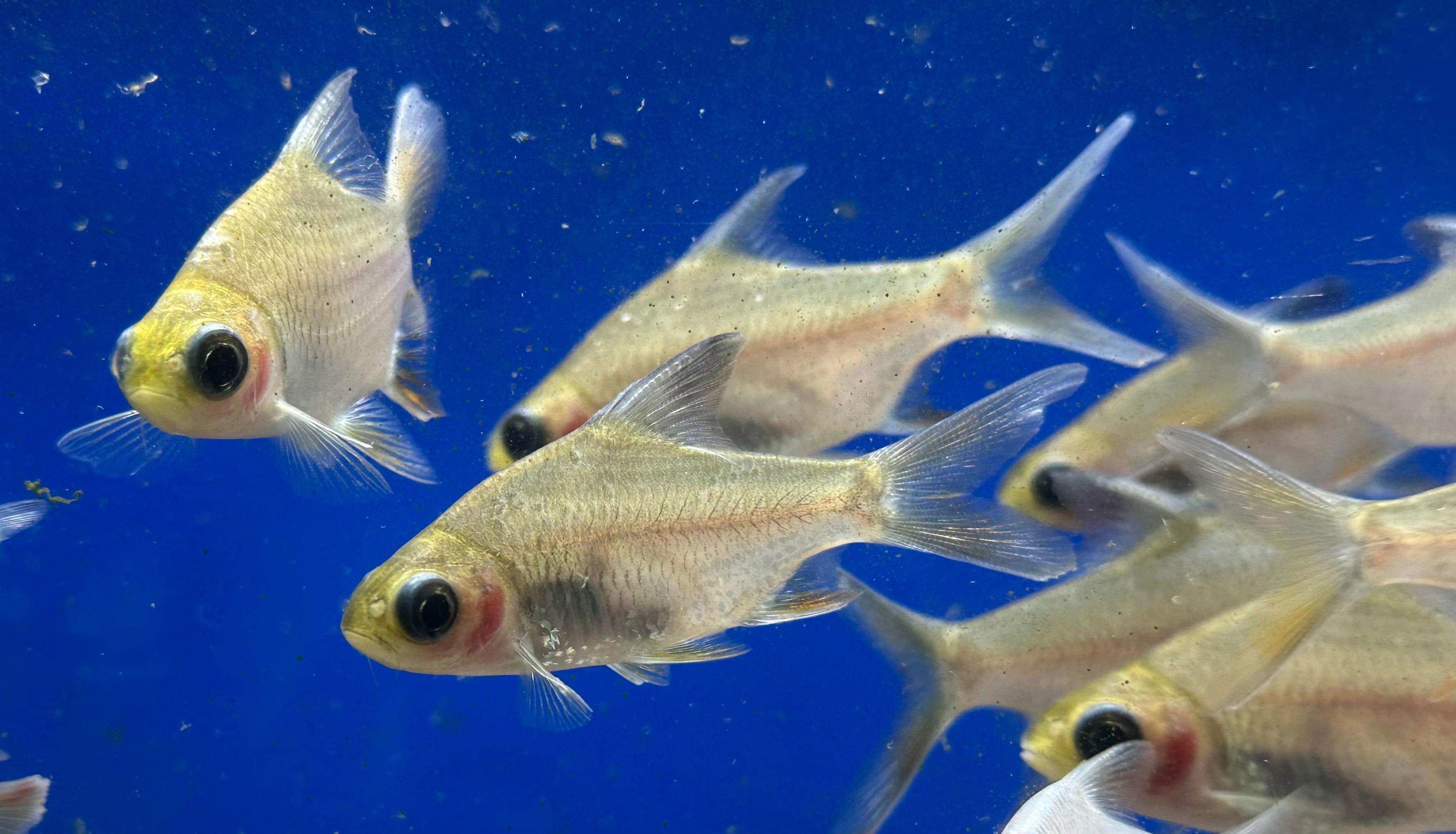 Panda Tinfoil Barb (2.5-3”)