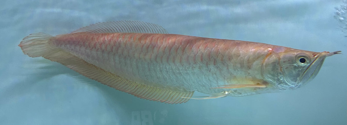 XL Albino Silver Arowana (15”+)