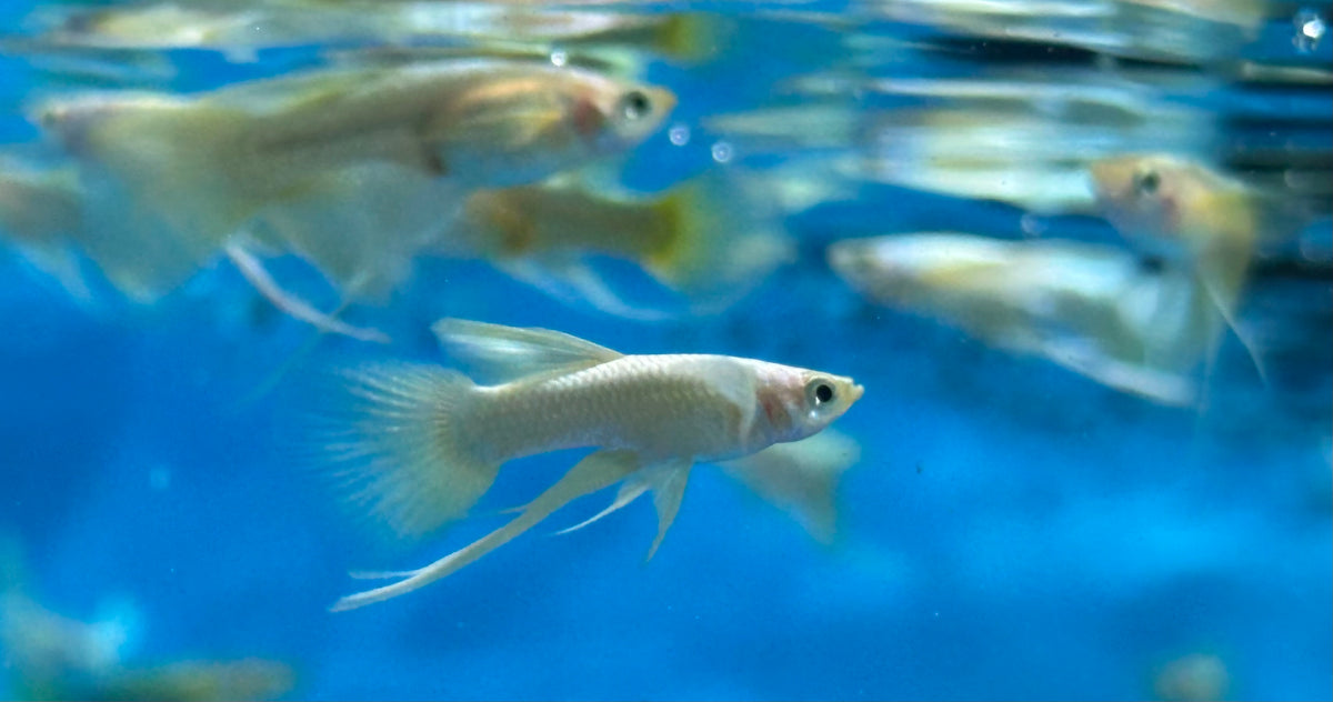 Platinum/Gold Ribbon Guppy Pair (1”)