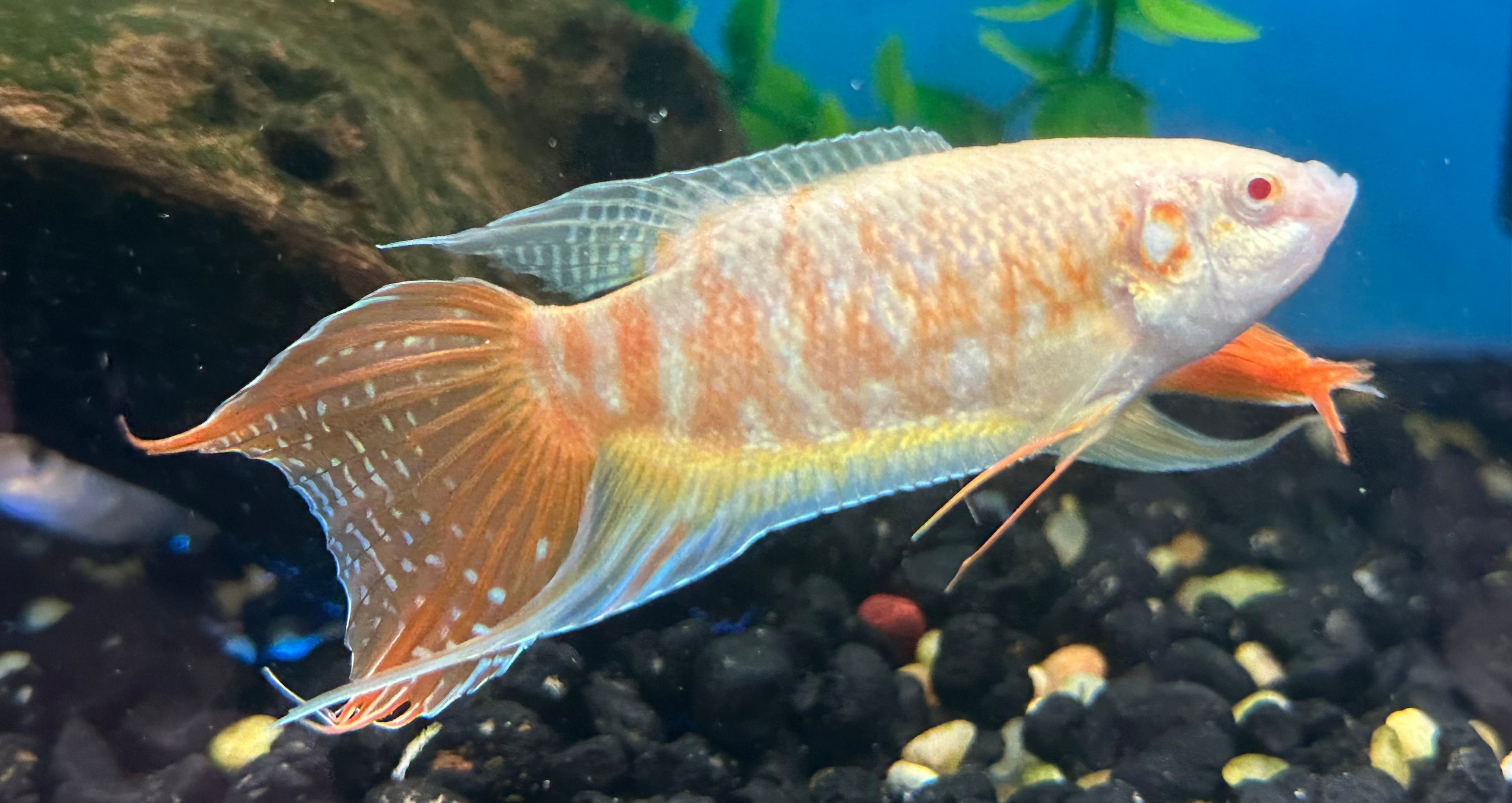 Albino Paradise Fish (3”)