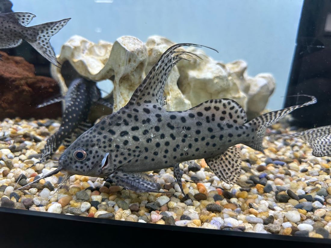 XL Featherfin Synodontis Catfish (7.5-8”)