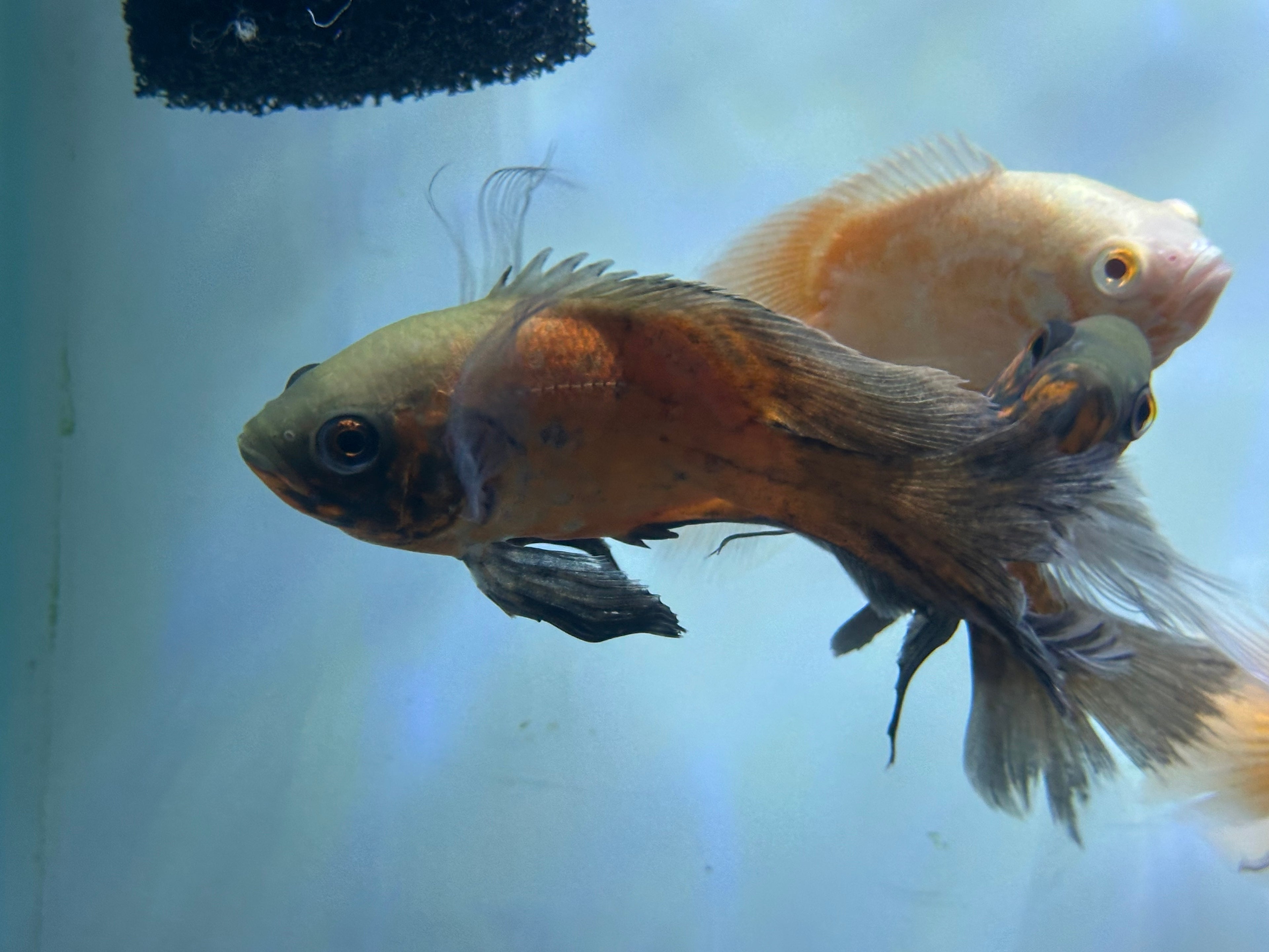 Longfin Red/Albino Red Oscar (4-4.5”)