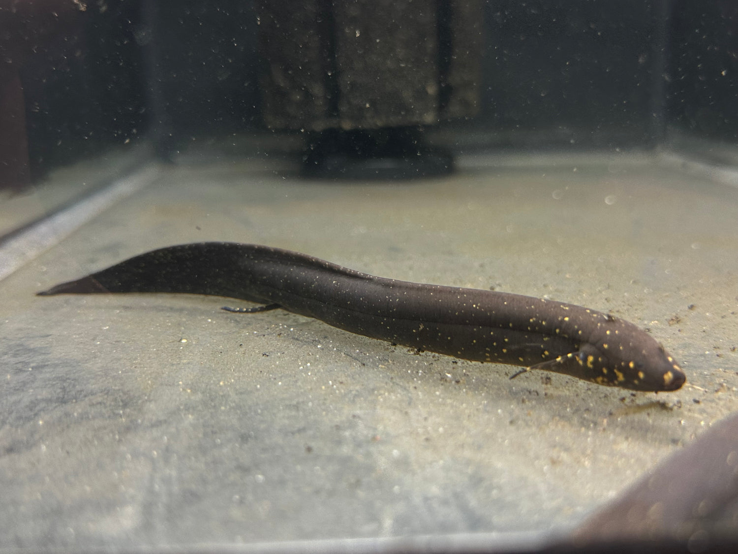 South American Lungfish (6-7”)