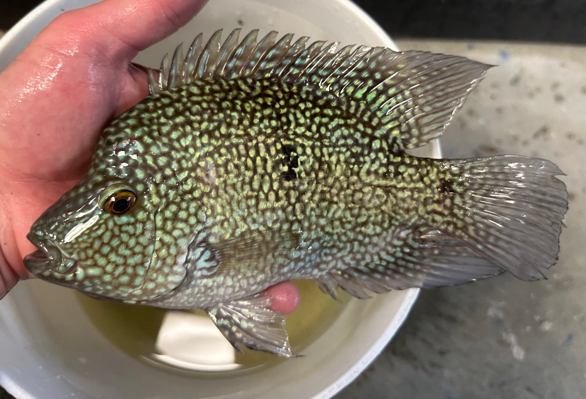 XL Carpintis Cichlid (8”)