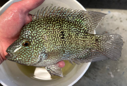 XL Carpintis Cichlid (8”)