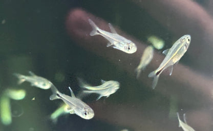 Purple Metae Tetra (.75”)