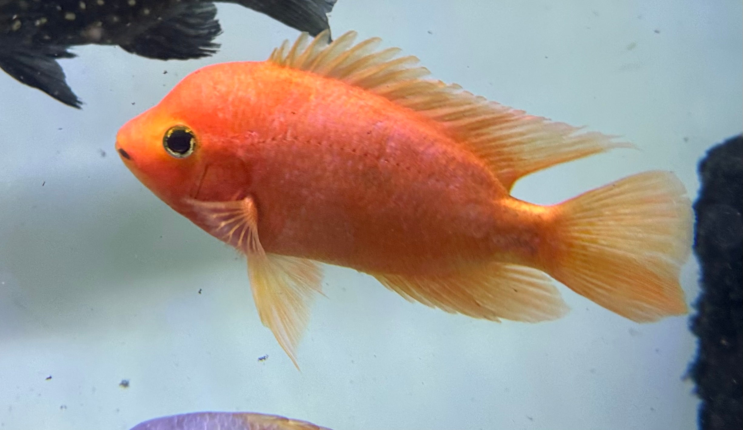 Rose Queen Hybrid Cichlid (6”)