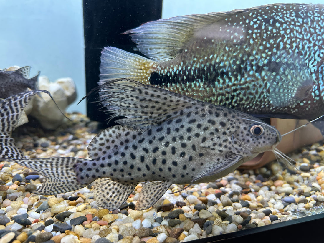 XL Featherfin Synodontis Catfish (7.5-8”)