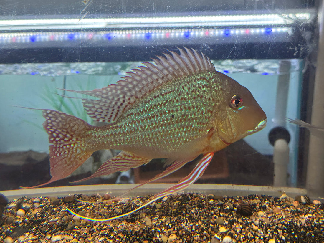Jumbo Altifrons Geophagus (8-9”)