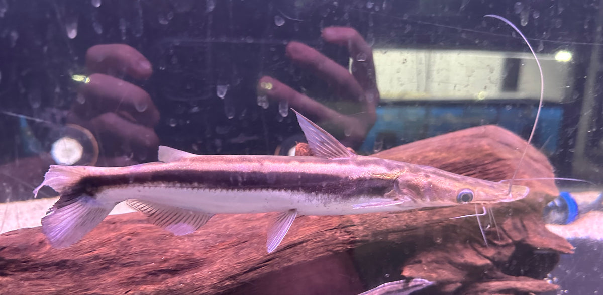 XL Lima Shovelnose Catfish (9-10”)